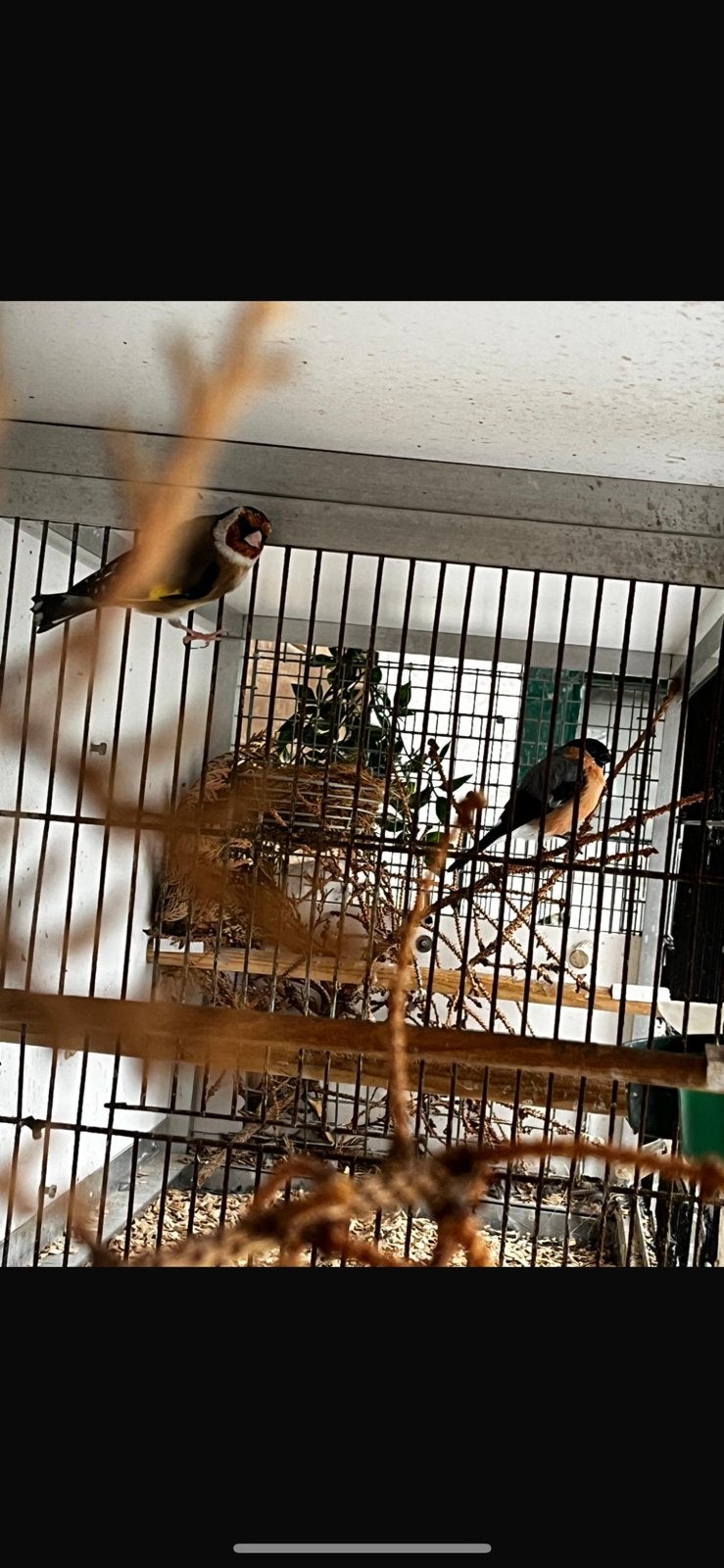 Inlandse vogels te koop