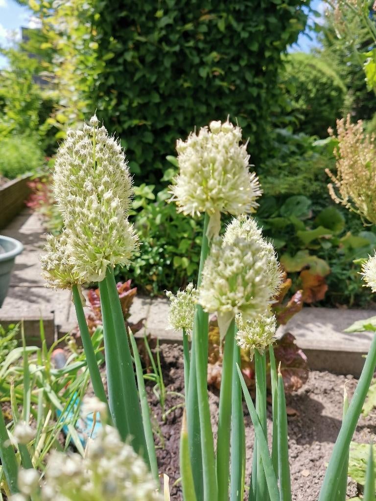 10 graines d'oignon gallois - Allium fistulosum, Jardin & Terrasse, Envoi, Graine