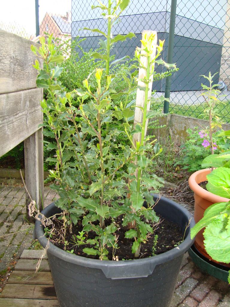 planten hulst, Ophalen, Hulst, Struik, Minder dan 100 cm