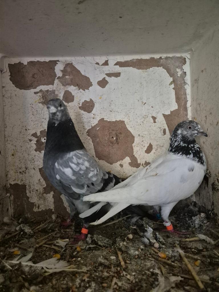 Pakistan hoogvlieger 50€ kopel