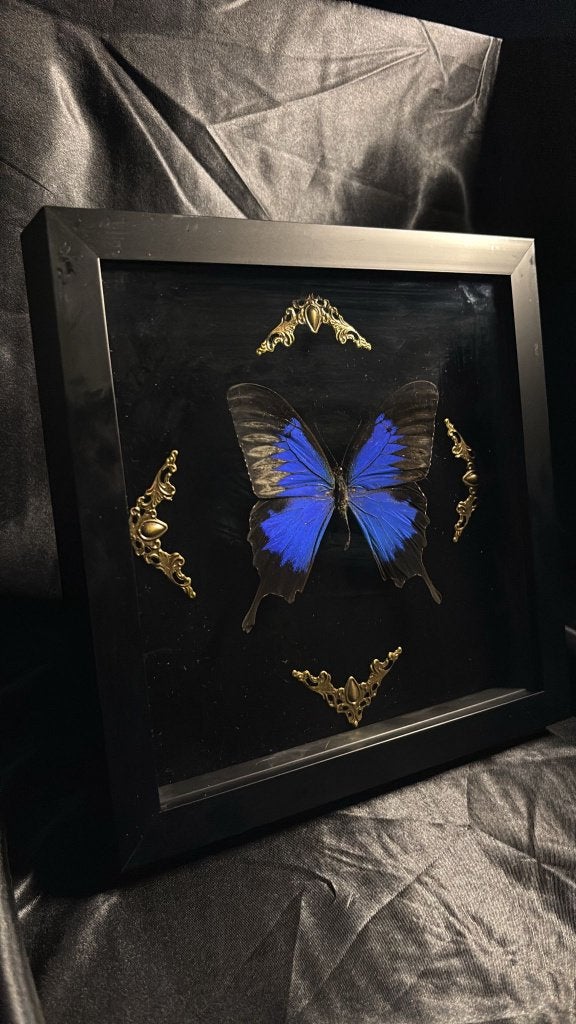 Ingelijste Ulyssesvlinder (Papilio ulysses), Verzamelen, Dierenverzamelingen, Nieuw, Opgezet dier, Insect, Ophalen of Verzenden