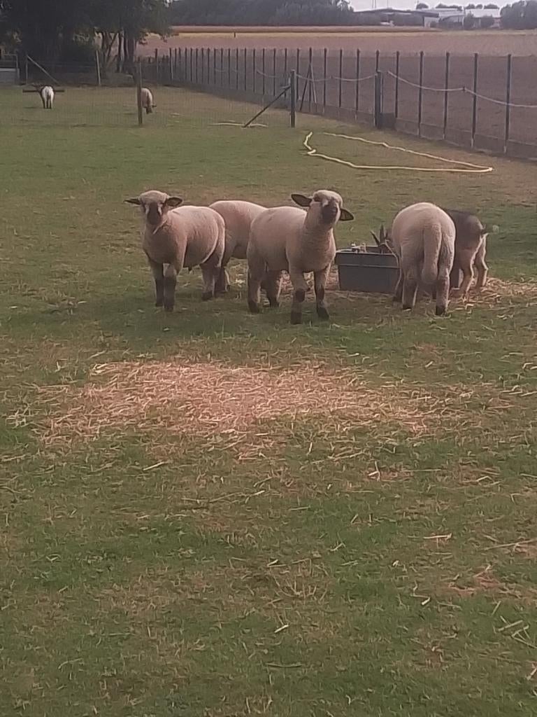 Schapen te koop, Dieren en Toebehoren