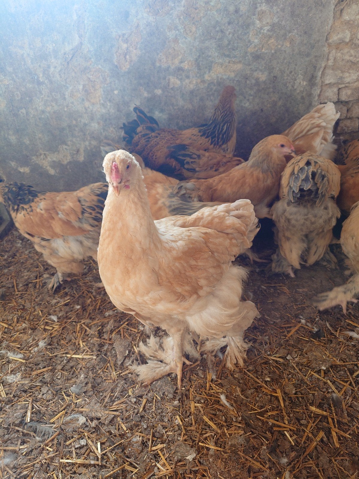 brahma's groothoender lemon pyle, Dieren en Toebehoren, Pluimvee
