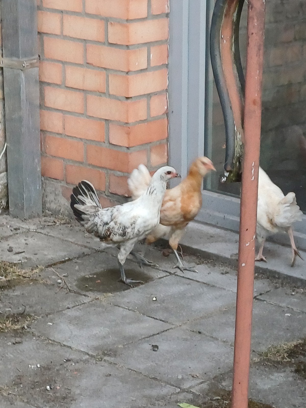 jonge kippen, Dieren en Toebehoren, Pluimvee