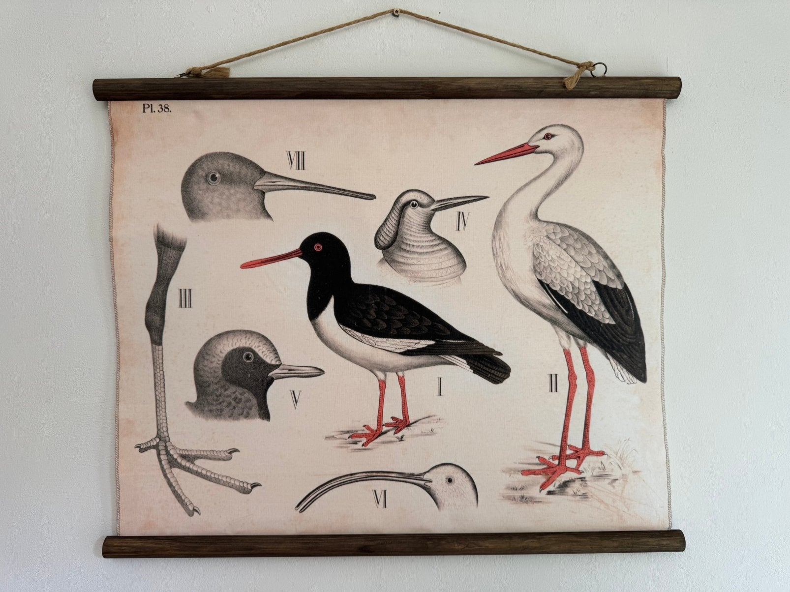 Schoolkaart, ooievaar scholekster wulp, Ophalen, Nieuw