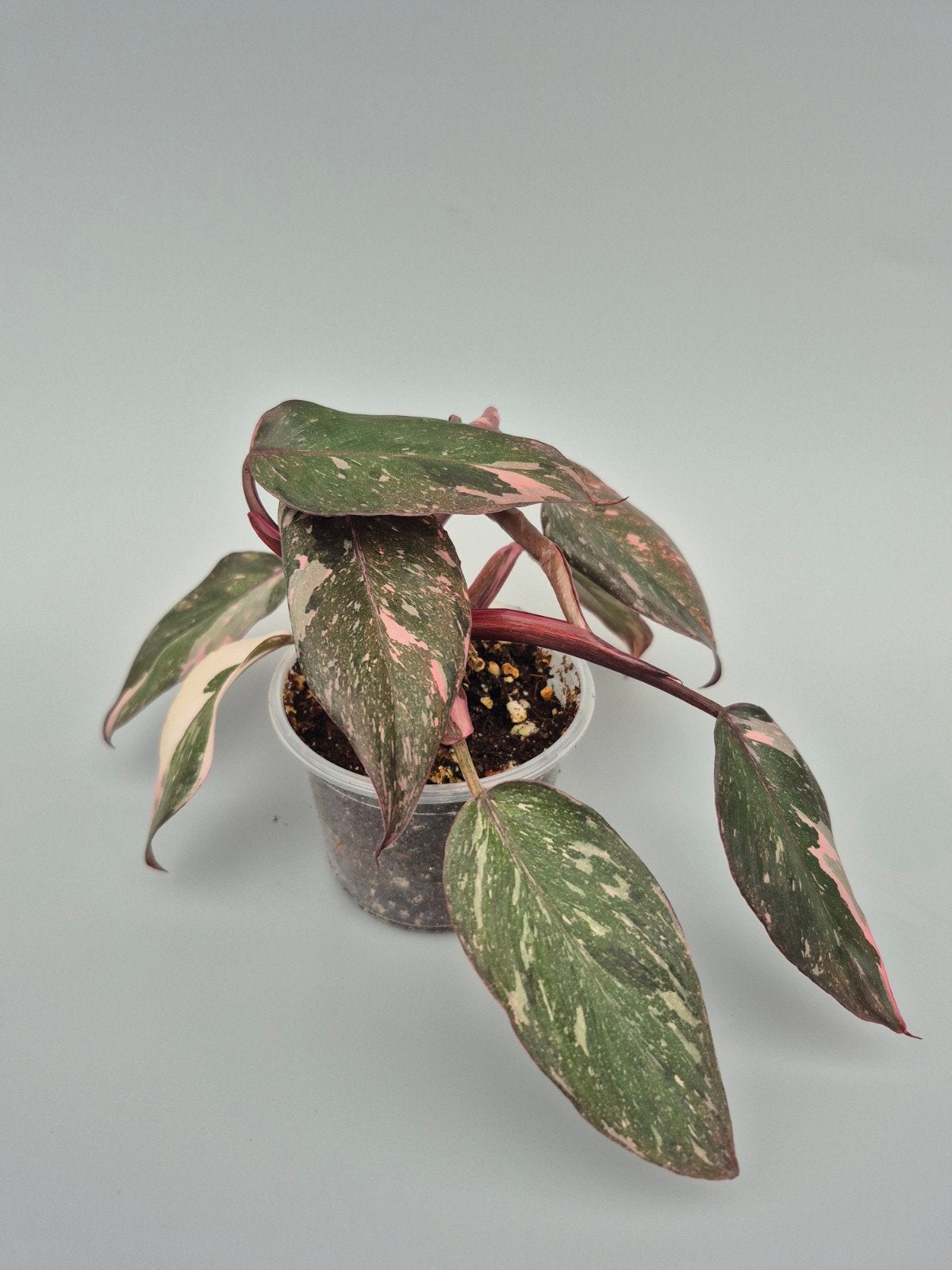 Philodendron pink princess, Ophalen of Verzenden