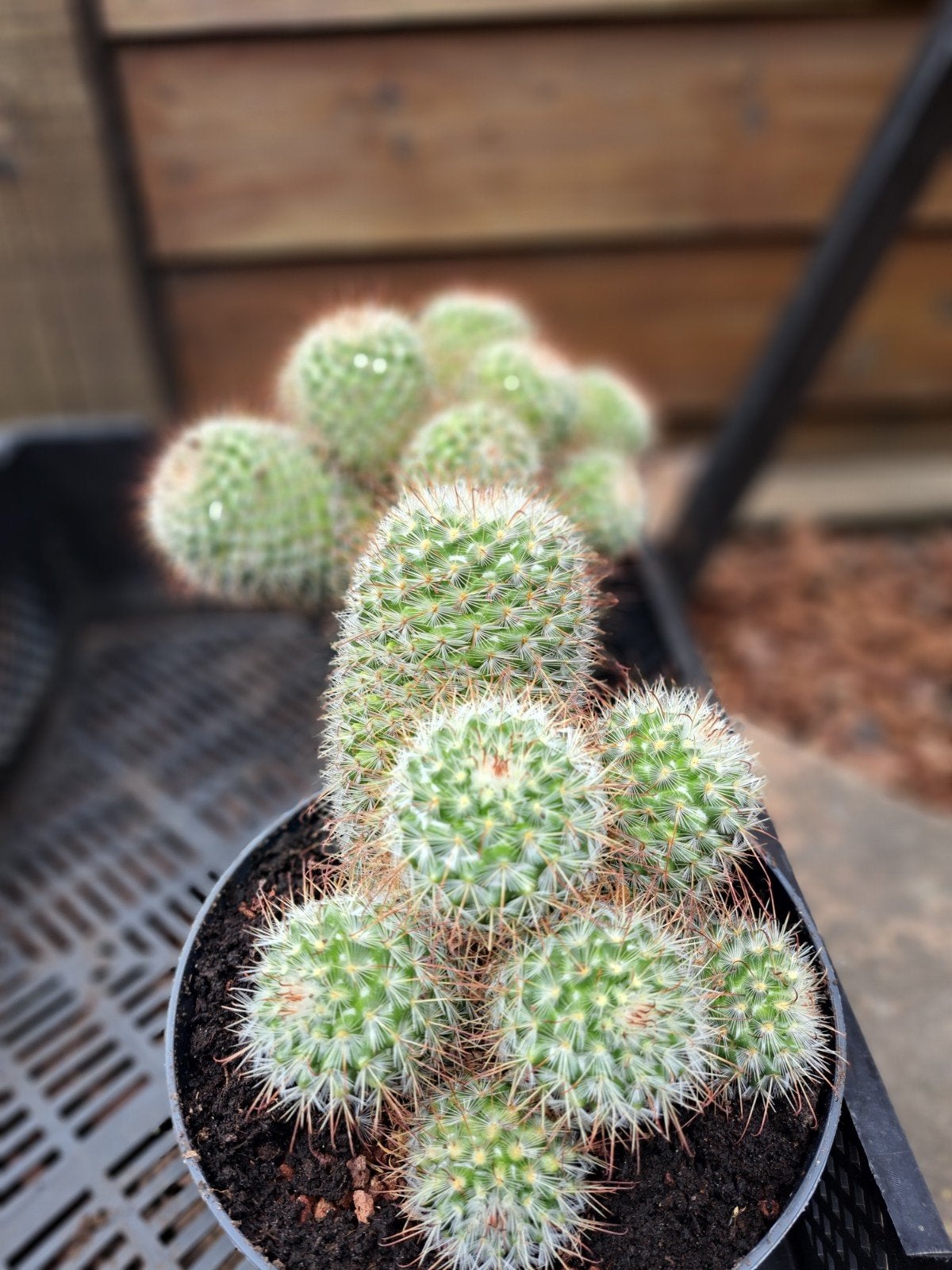 Cactussen verschillende soorten en grote,prijs volgens potma, Ophalen