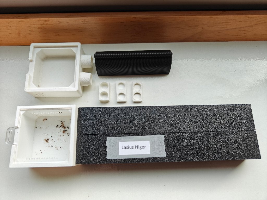 Lasius niger kolonie, Dieren en Toebehoren, Insecten en Spinnen, Mieren