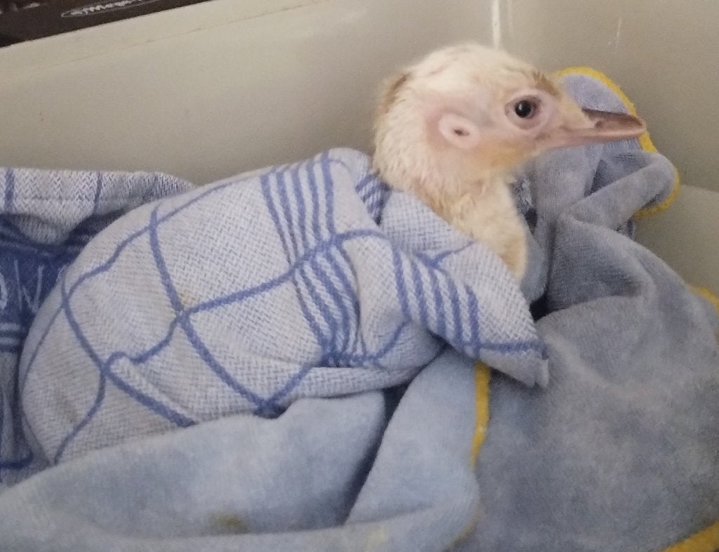 Nandoe kuiken, Animaux & Accessoires, Volatiles, Mâle, Autres espèces