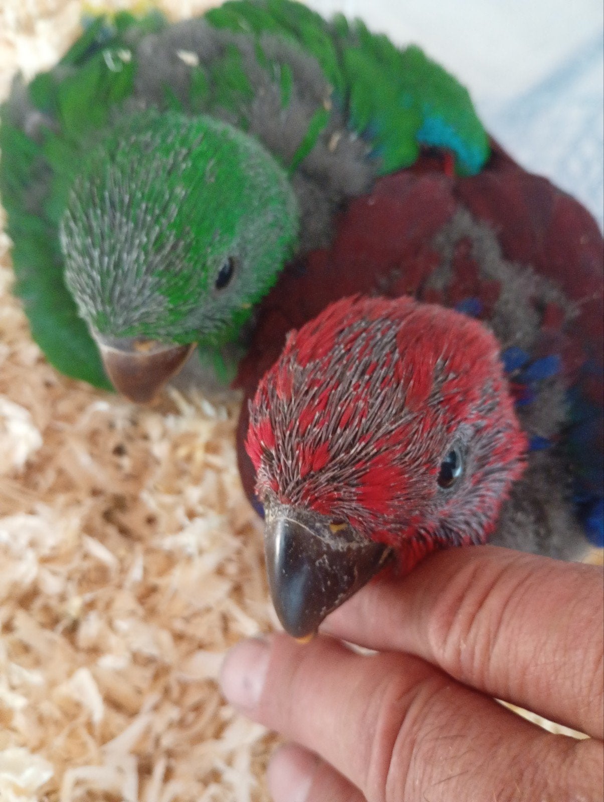edelpapegaai, Dieren en Toebehoren, Geringd
