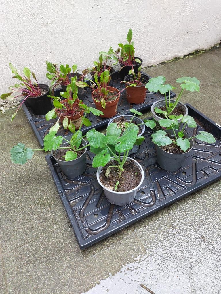 Plante de betterave et de courgettes jaune