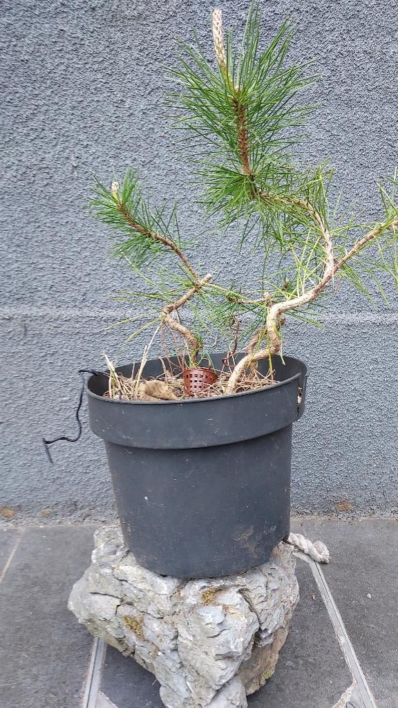 Jonge beginplantjes voor bonsai, Tuin en Terras, Ophalen of Verzenden
