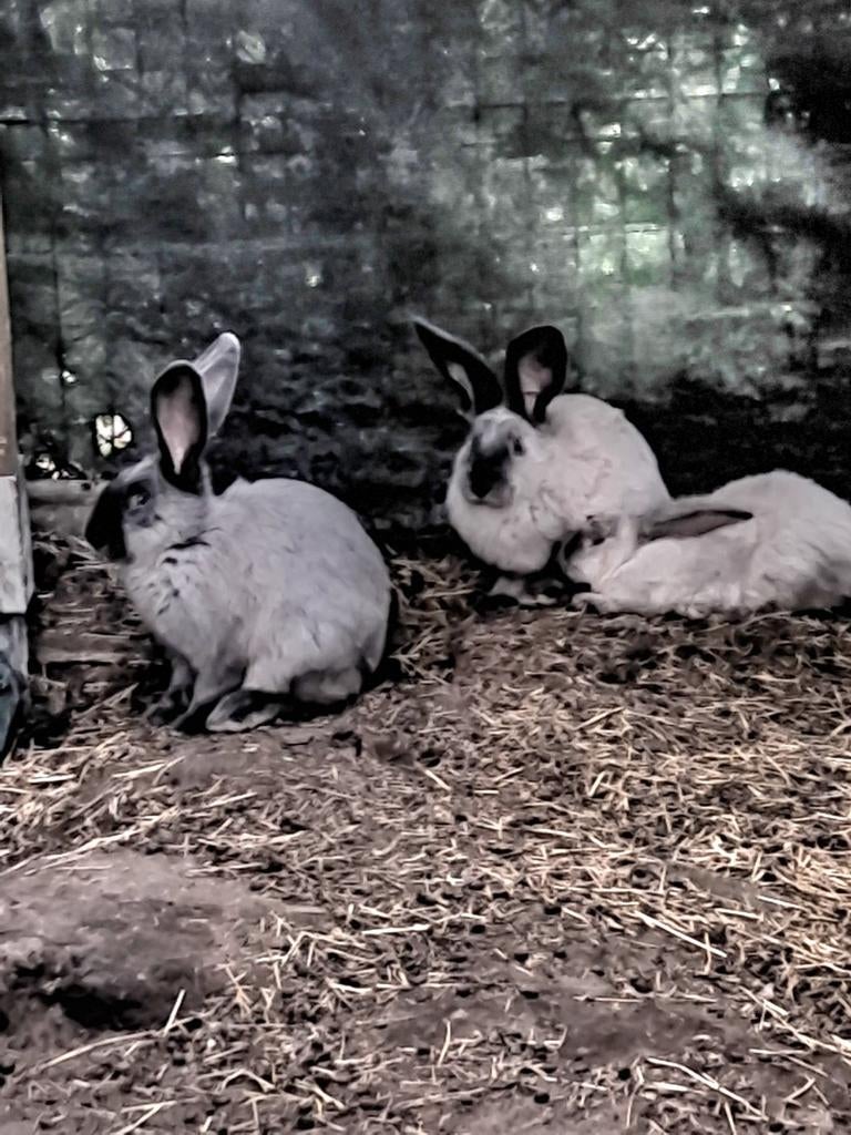 Blue sable en wild marter rammetjes, Dieren en Toebehoren, Konijnen