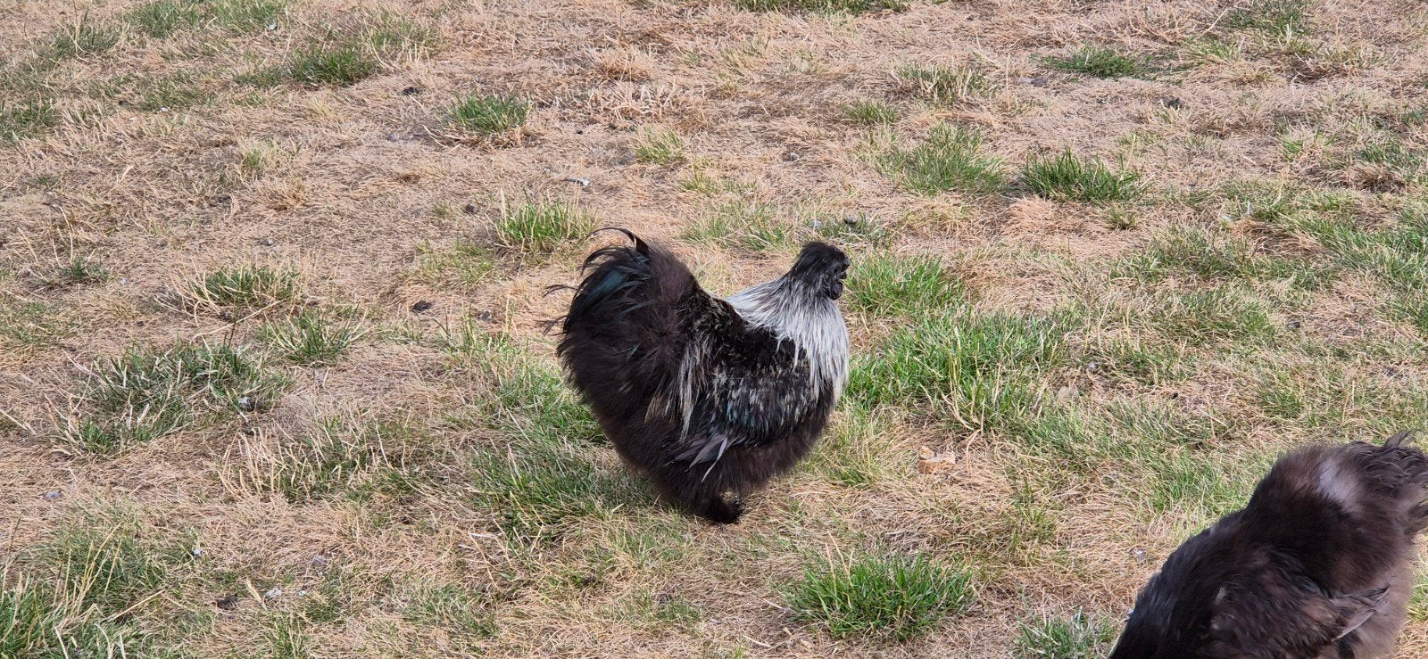 Zijdehoen haantje, Dieren en Toebehoren, Pluimvee, Mannelijk, Kip
