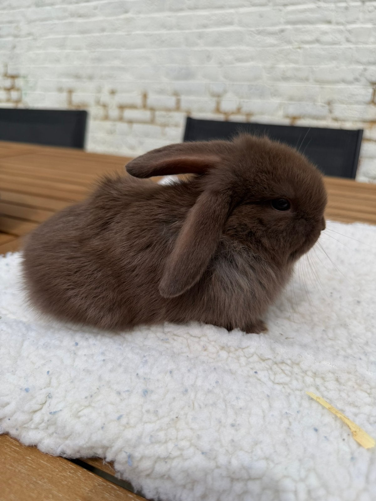 Laatste chocoladebruin baby dwergkonijntje beschikbaar, Dieren en Toebehoren, Konijnen, Mannelijk, Dwerg, Hangoor, 0 tot 2 jaar