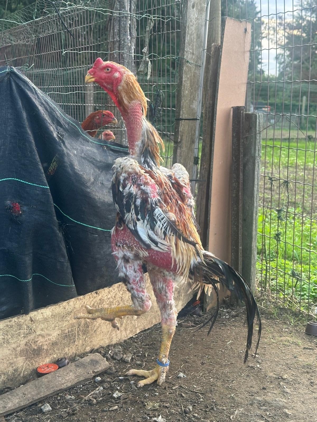 shamo, Dieren en Toebehoren