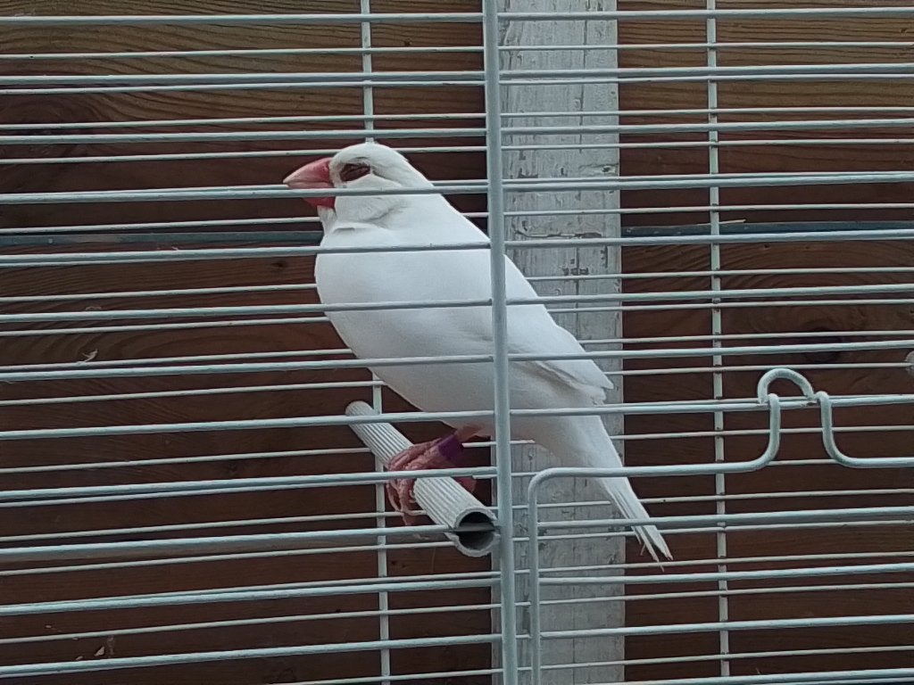 Rijstvogel man, Dieren en Toebehoren, Mannelijk, Tropenvogel, Geringd