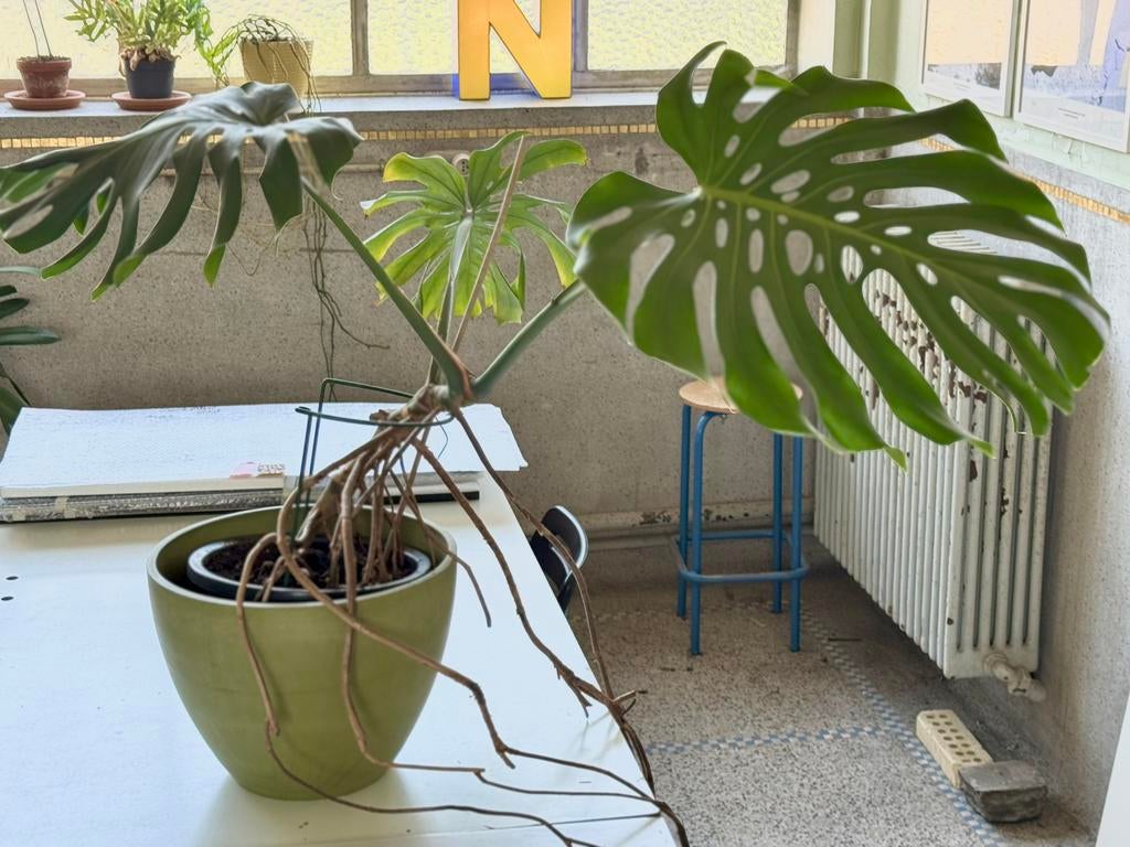 Monsera, Groene kamerplant, Ophalen, Minder dan 100 cm