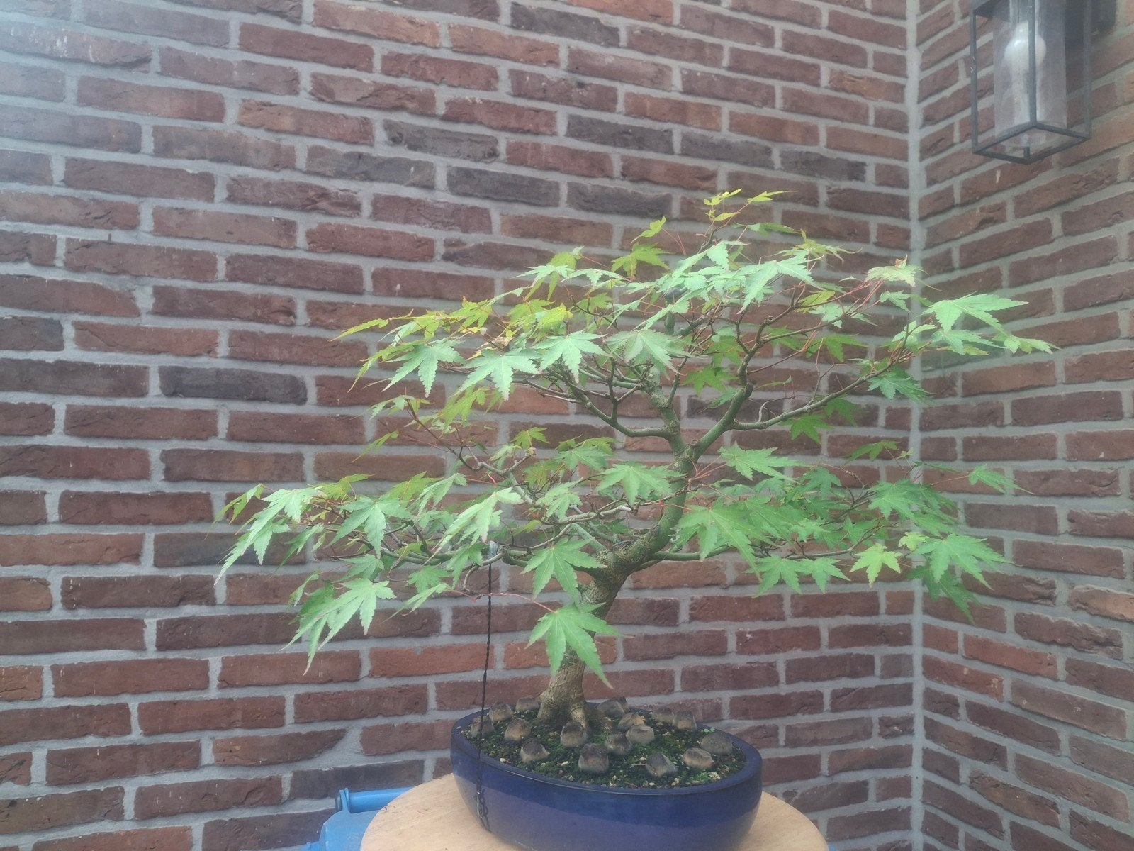 Bonsai Acer palmatum, Jardin & Terrasse, Enlèvement