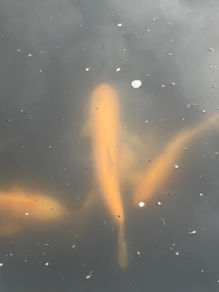 Albino graskarper +-60cm, Dieren en Toebehoren, Vissen | Vijvervissen, Karper of Koi