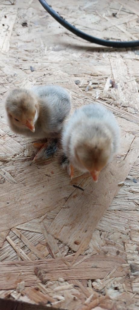 kuikentjes Sabelpoot, Dieren en Toebehoren, Pluimvee