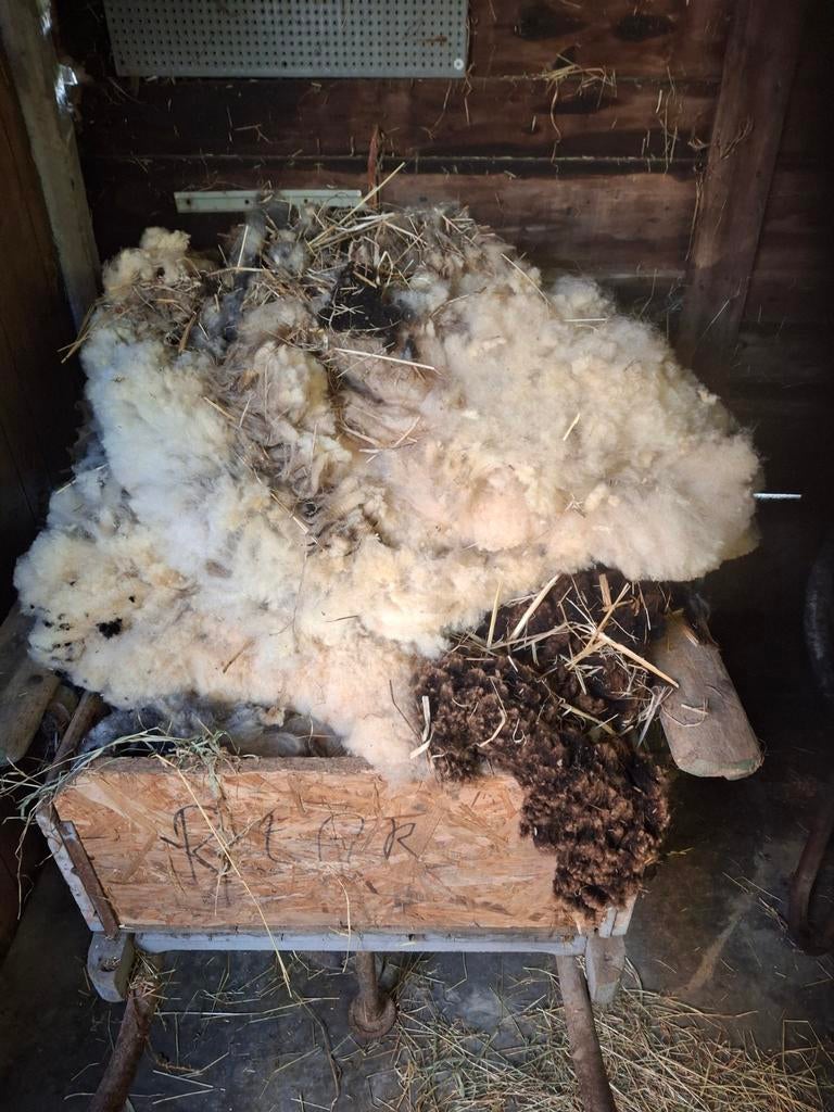 Gratis schapen wol