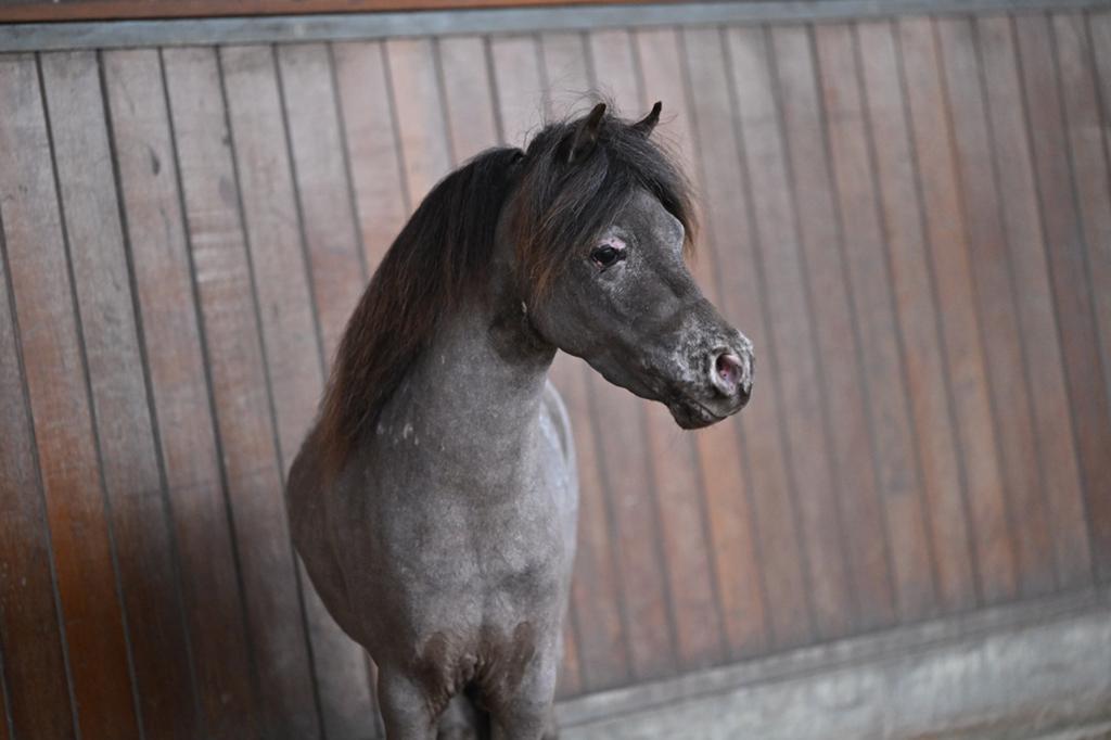 NMPRS appaloosa hengst ter dekking, Hengst
