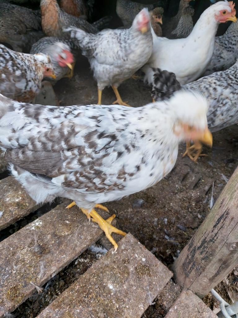 Creamlegbar hennen, Dieren en Toebehoren, Pluimvee, Kip