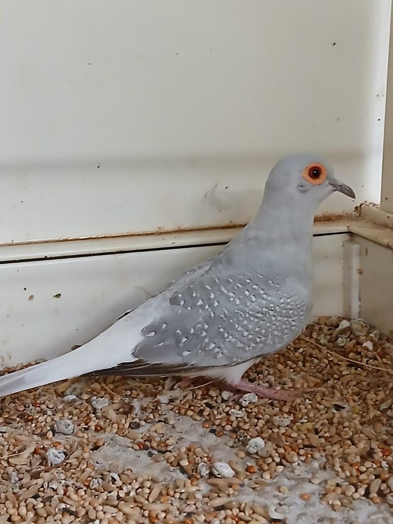 Diamantduif man witstuit, Dieren en Toebehoren, Mannelijk, Overige soorten