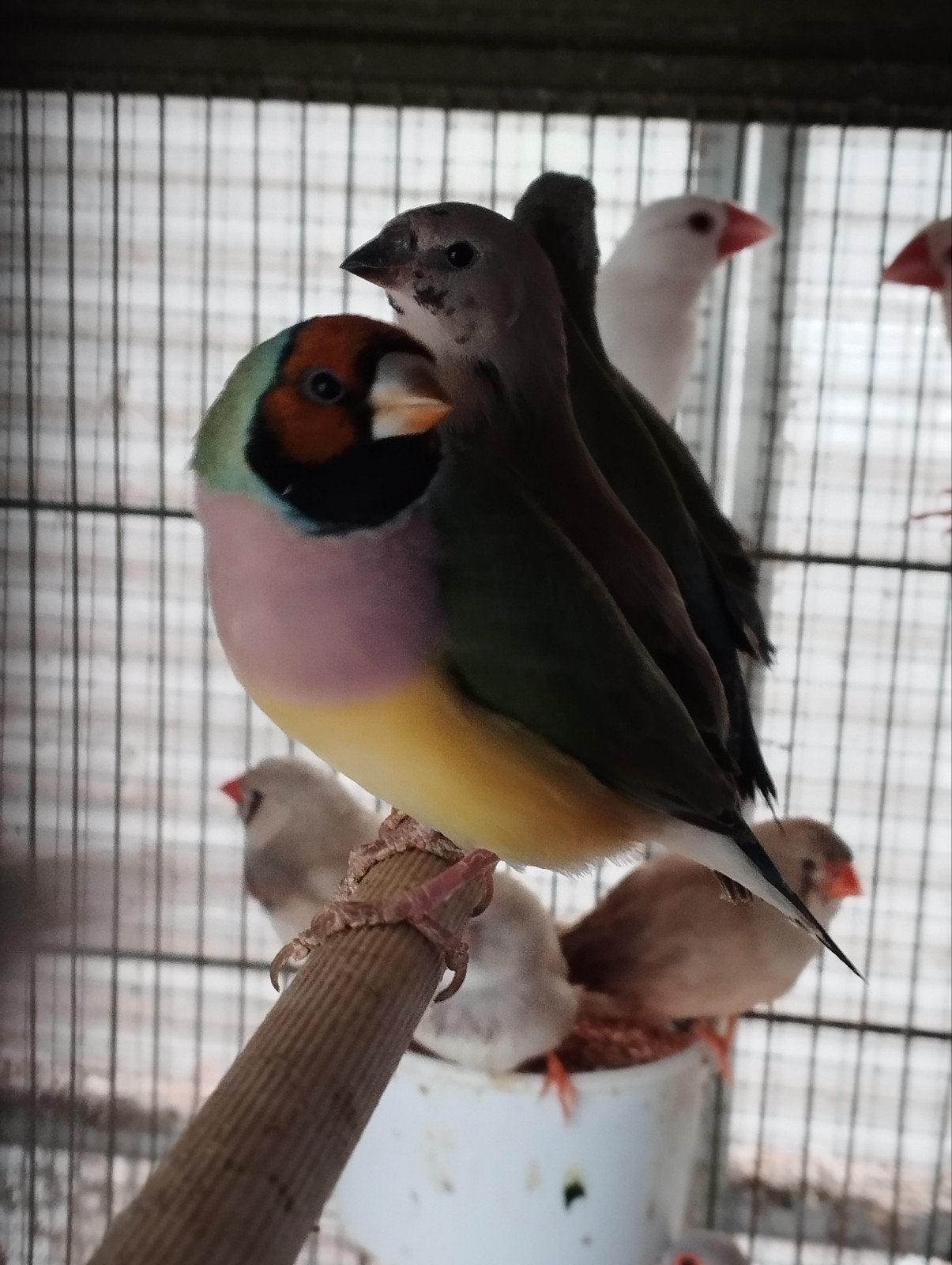 gouldamandine, Dieren en Toebehoren