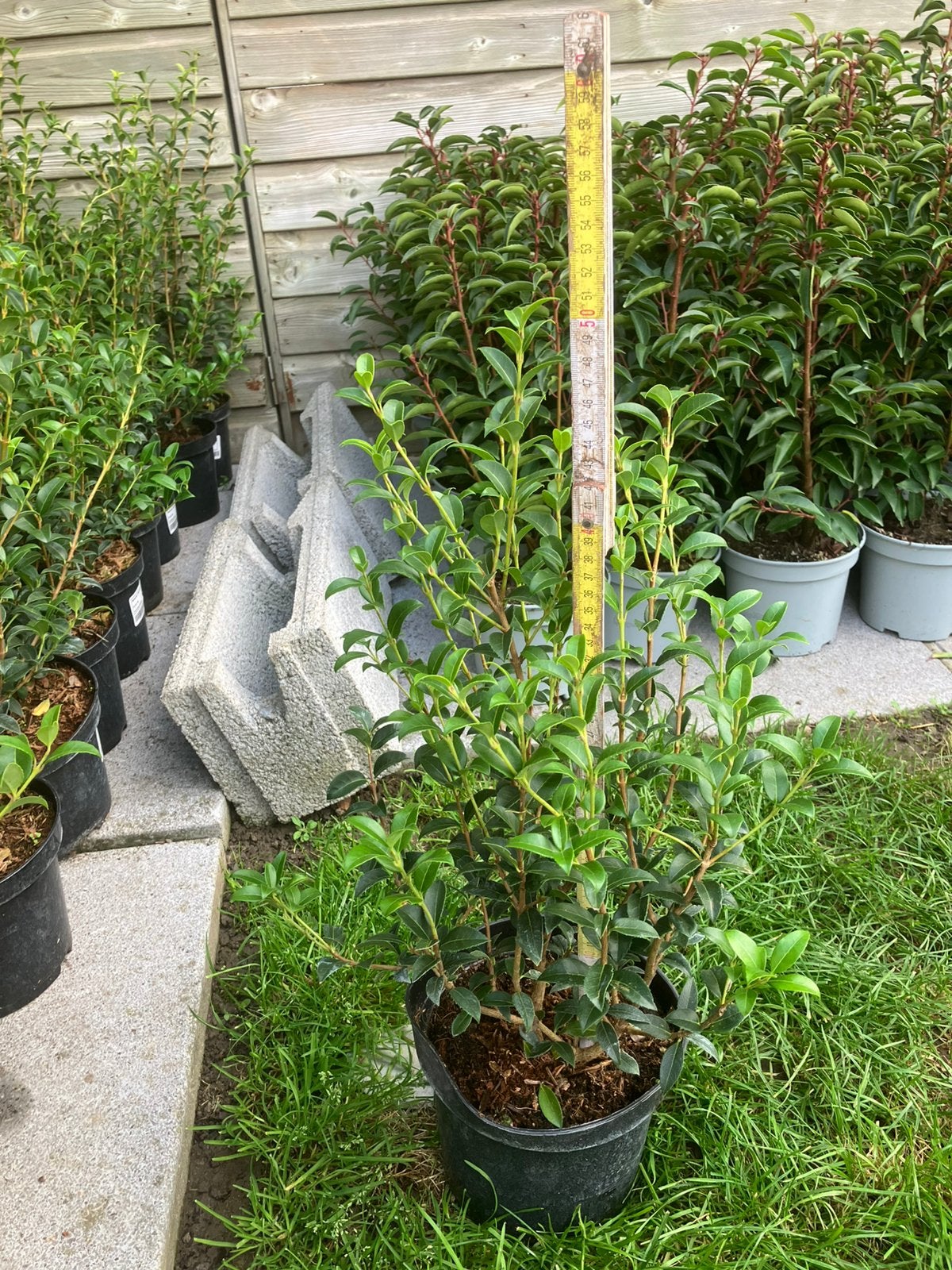 115 Osmanthus burkwoodii / schijnhulst 40/60 C3, Ophalen