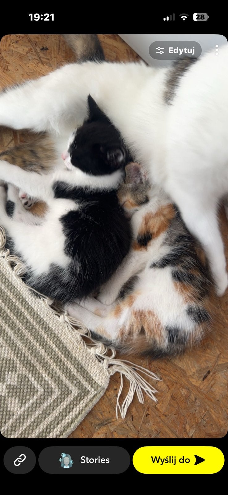 2 chatons, Animaux & Accessoires, Plusieurs animaux, Vermifugé, 0 à 2 ans