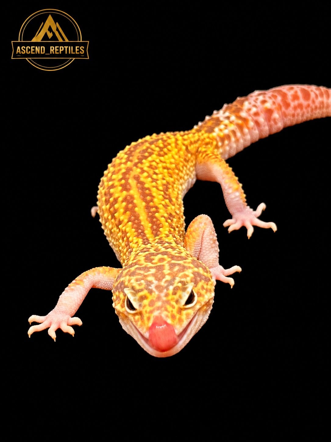 Prachtige Tremper Albino Luipaardgekko Man uit 2025, Dieren en Toebehoren