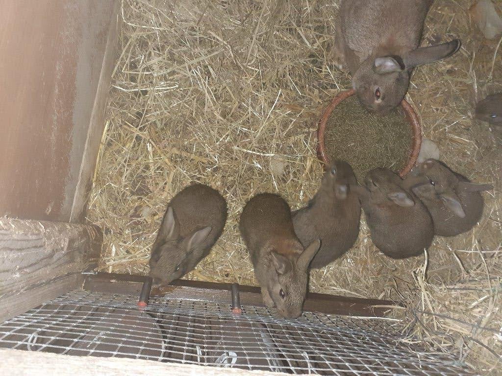 Steenkonijnen, Meerdere dieren, Middelgroot
