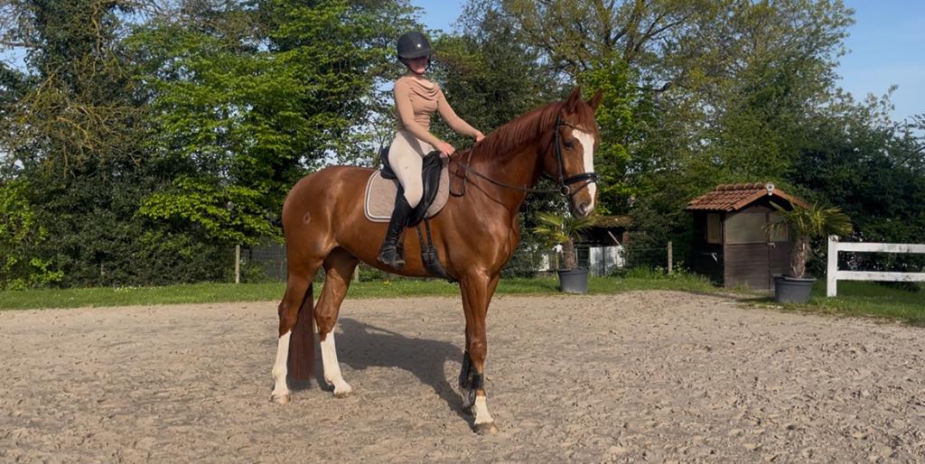 Dressuur ruin, Dieren en Toebehoren, 175 cm of meer, Ruin, Dressuurpaard, L