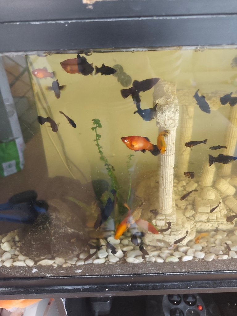 Black Molly en guppys, Dieren en Toebehoren, Vis, Zoetwatervis