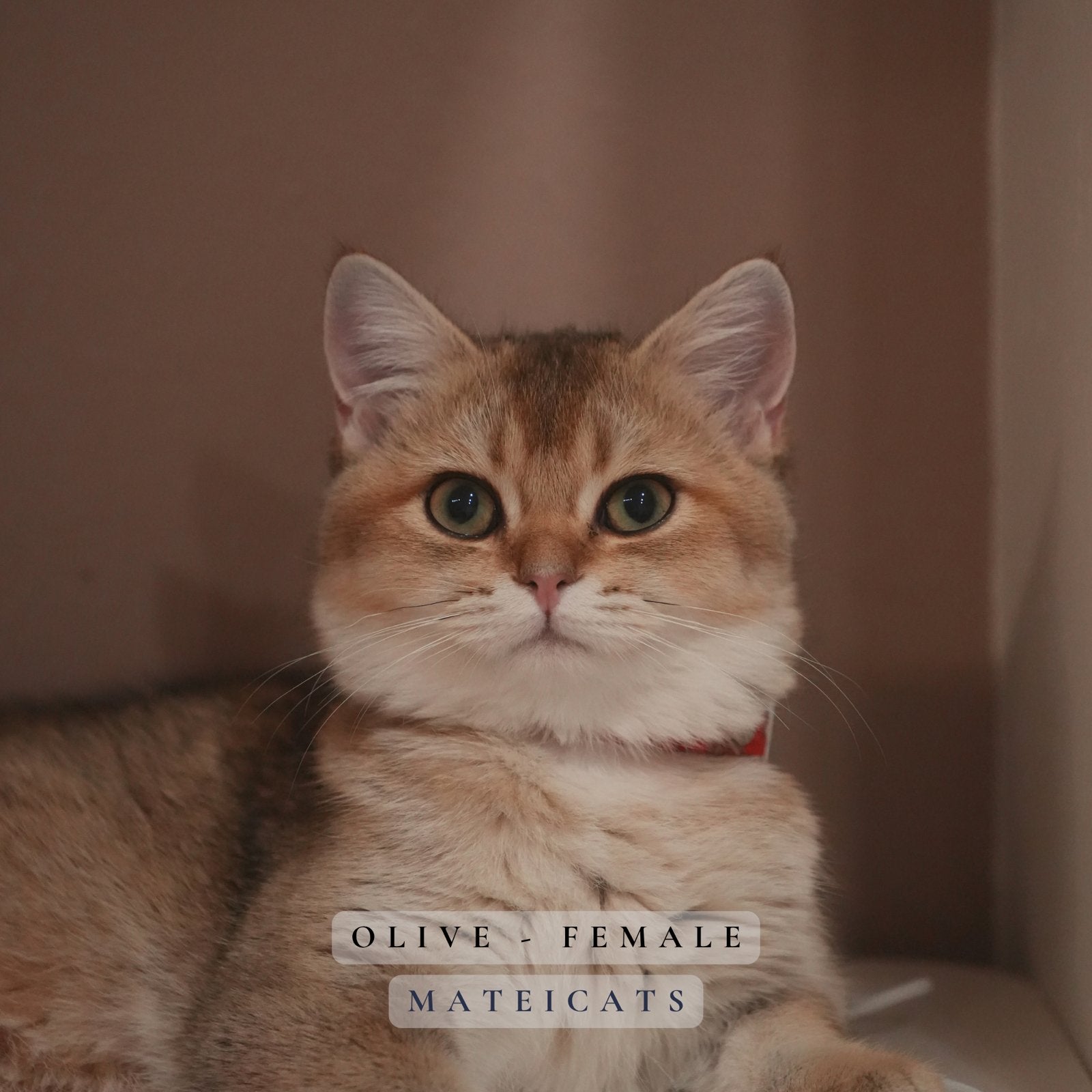 British shorthair black golden shaded, Plusieurs animaux, Avec pedigree, 0 à 2 ans