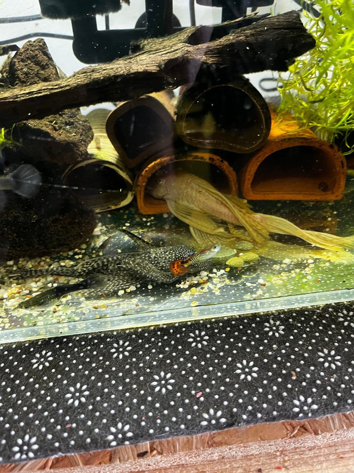 Red long fin 5 stuks  150€, Dieren en Toebehoren, Vissen | Aquariumvissen