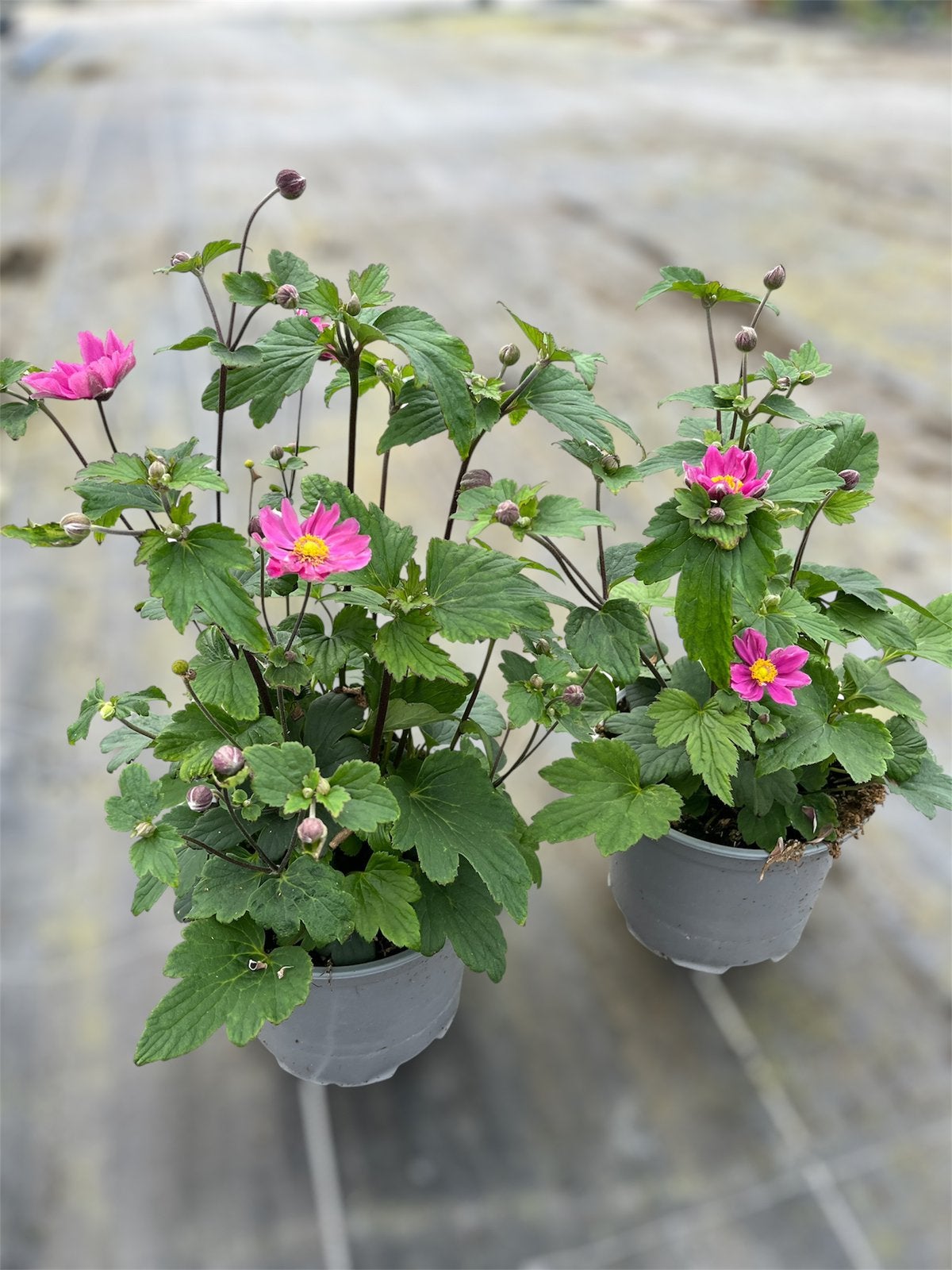 Anemone pamina (herfstanemoon)- vaste plant potmaat 17, Enlèvement, Automne, Plante fixe, Mi-ombre