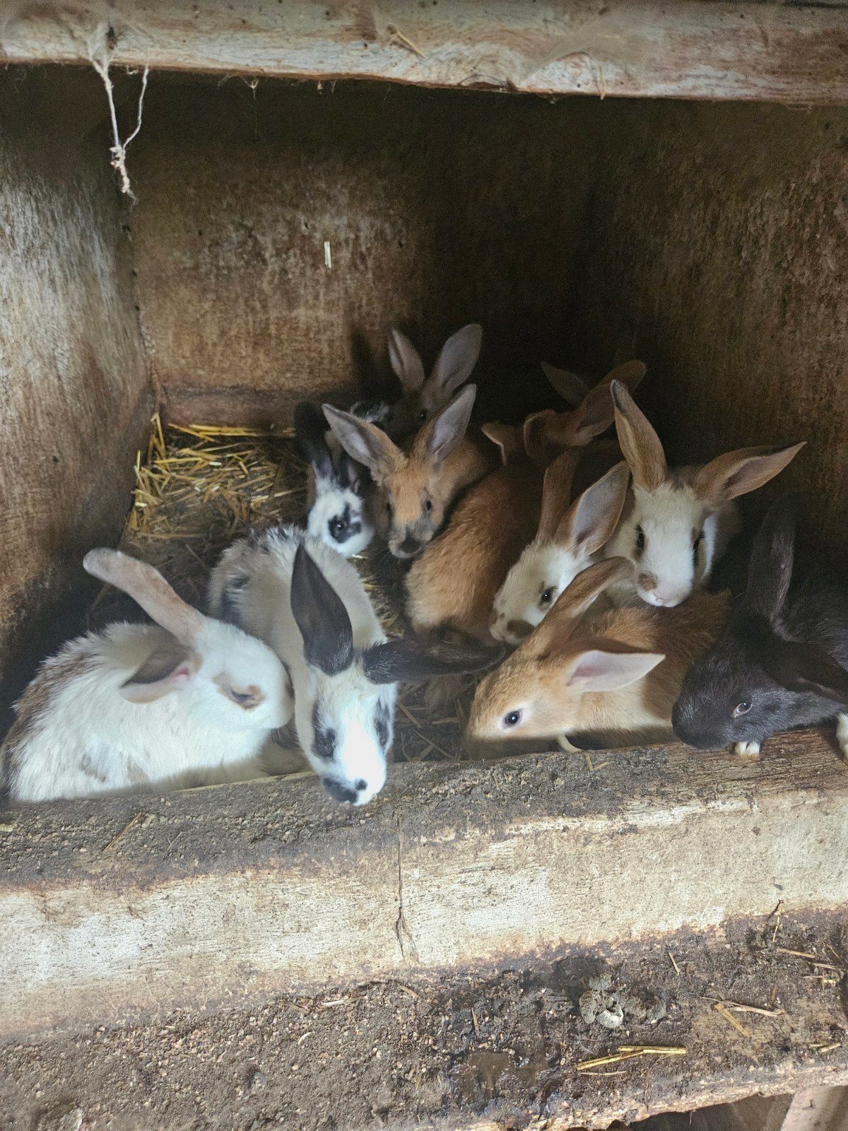 Vlees konijnen vlaamse reuzen te koop, Dieren en Toebehoren, Meerdere dieren, Groot, Hangoor, 3 tot 5 jaar