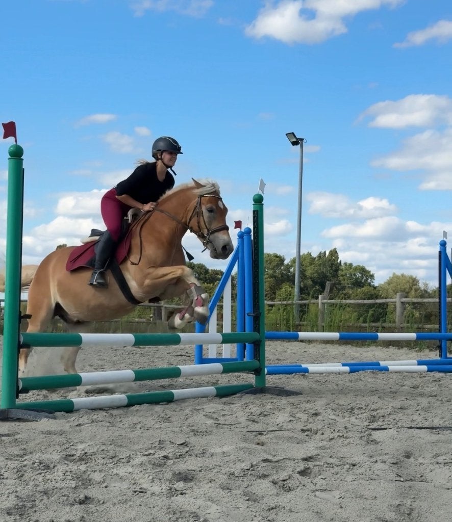 Halve stal gezocht, Hongre, Débourré, Moins de 160 cm, Cheval de récréation