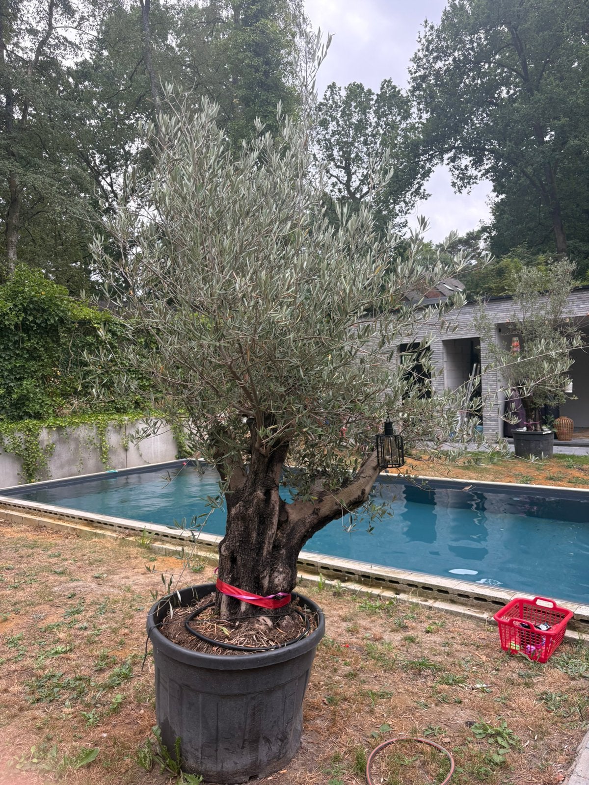 Grote olijfboom met dikke, oude stam – inclusief pot, Tuin en Terras, Ophalen, Olijfboom