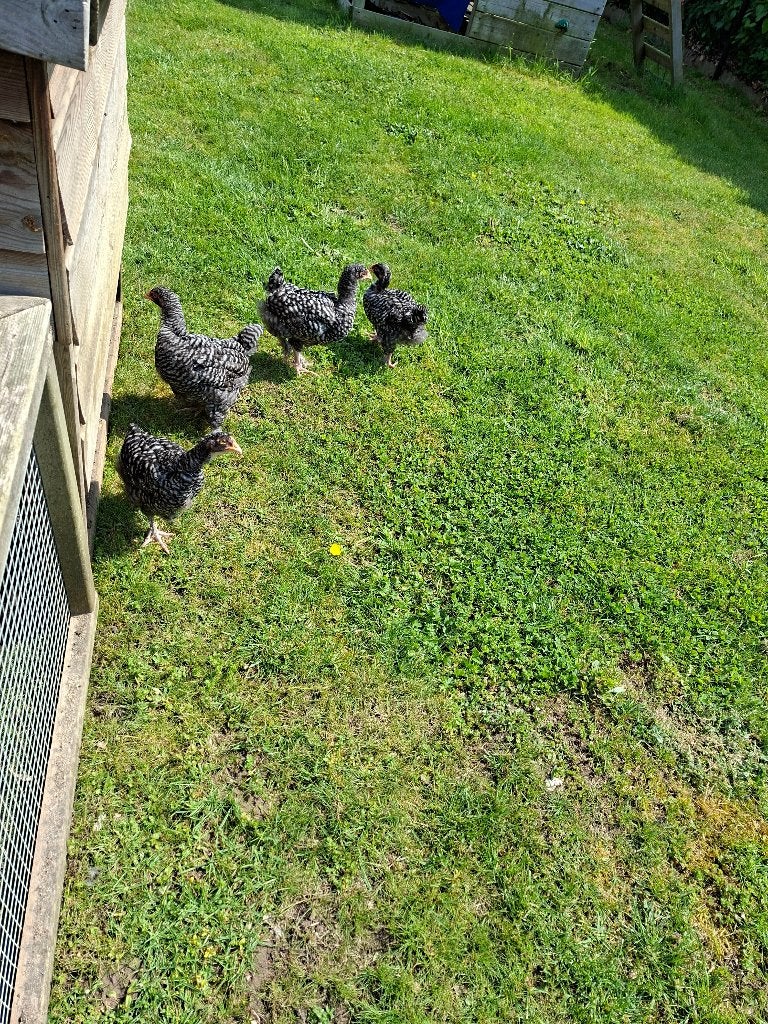 Broedeieren mechelse koekoek, Dieren en Toebehoren