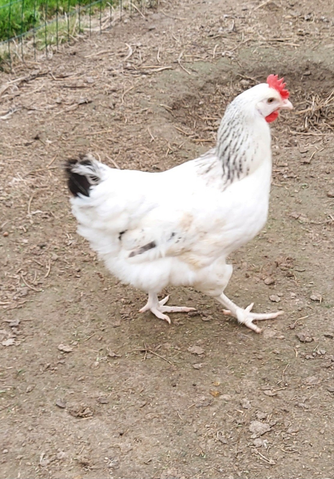 legkippen sussex, Dieren en Toebehoren, Pluimvee, Kip
