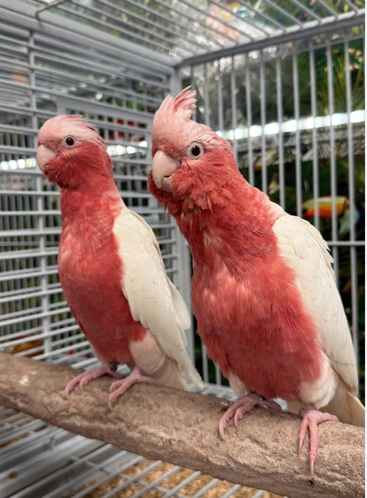 GEZOCHT Lutino Rose Kaketoe man, Mâle, Perroquet, Bagué