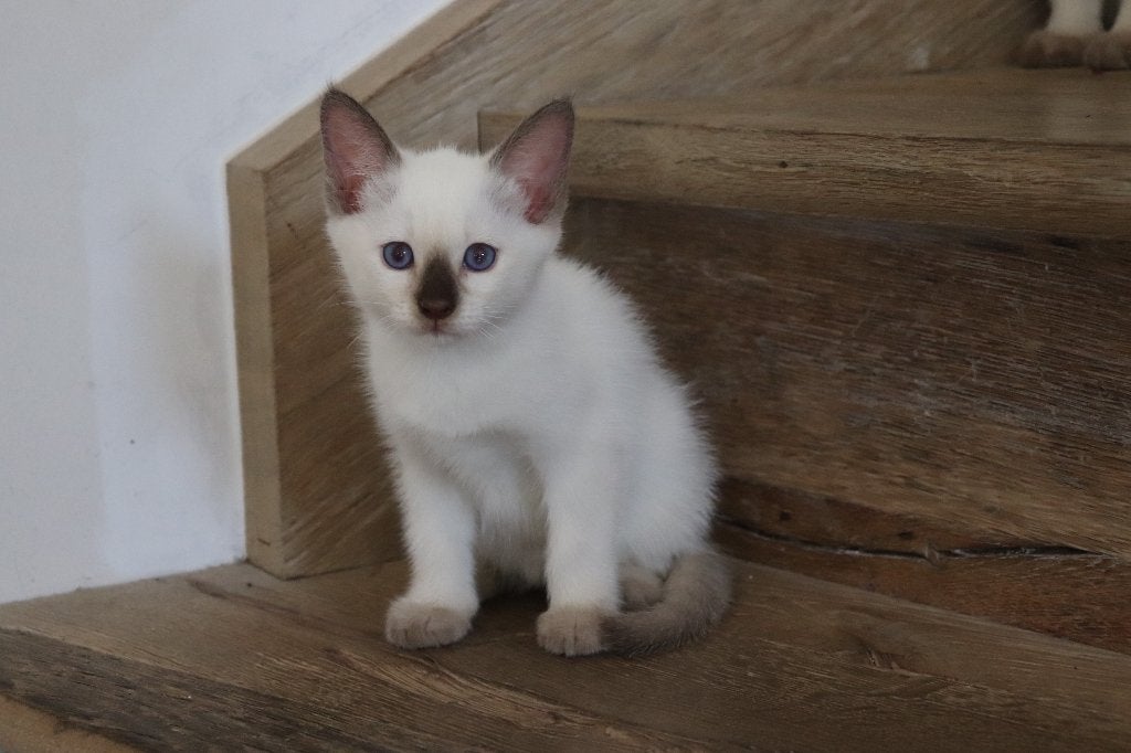 Siamese thai kittens met stamboom, Dieren en Toebehoren, Katten en Kittens | Raskatten | Korthaar, Poes, Met stamboom, 0 tot 2 jaar