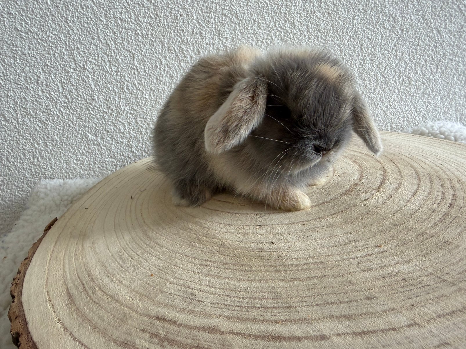 MiniLop ram, Mâle, Nain, Oreilles tombantes, 0 à 2 ans