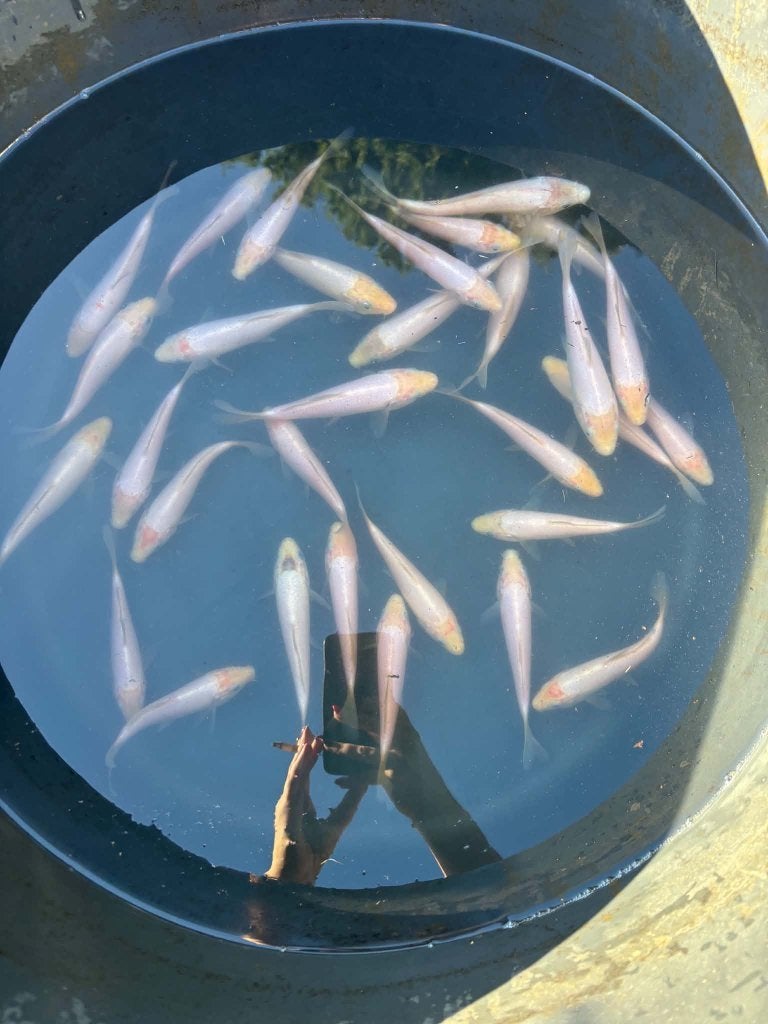 30 Koi – Shiro Muji & Tancho, Karper of Koi