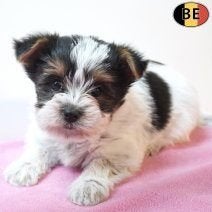 Biewer Yorkshire – Petites merveilles pleines de douceur, Commerçant, Autres races, 8 à 15 semaines, Plusieurs