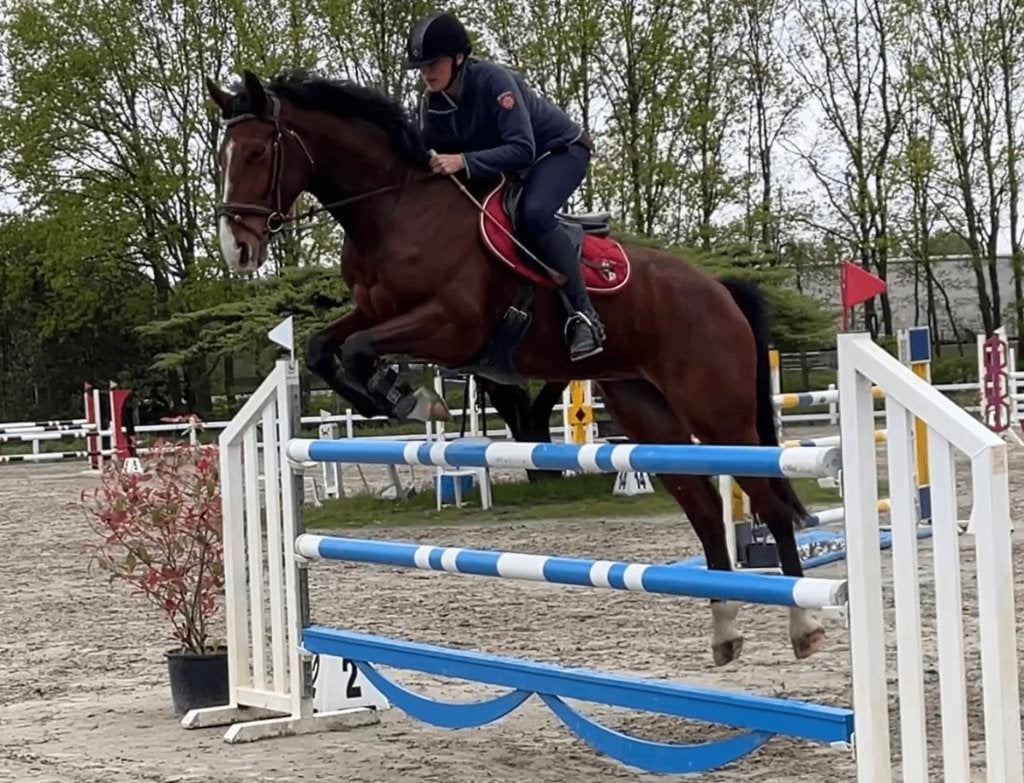 paard, Springpaard, Met stamboom, Ruin, Niet van toepassing